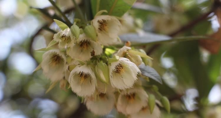 杜英花的花语是什么？杜英花的寓意是什么？