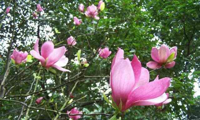 木兰花的花语与寓意是什么？木兰花的寓意是什么？