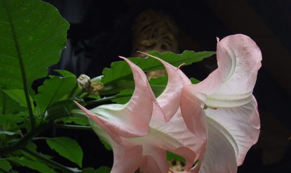 曼陀罗花花语是什么？曼陀罗花的传说是什么？