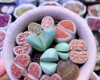 生石花花语有何含义呢？生石花的寓意是什么？