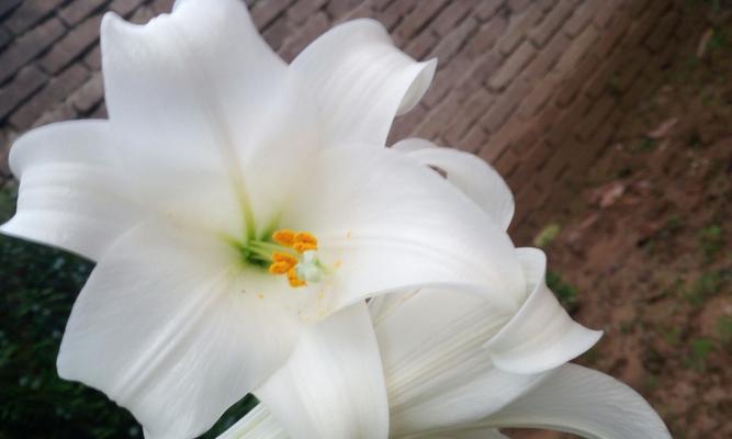 百合花的含义和的花语是什么？百合花的寓意是什么？