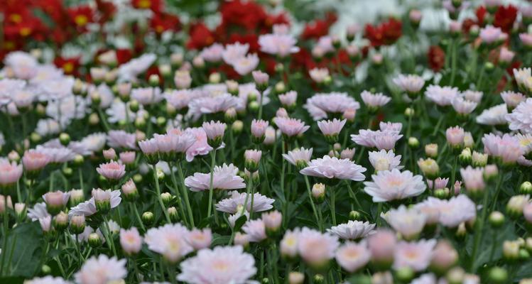 白菊花的花语是什么？白菊花的寓意是什么？