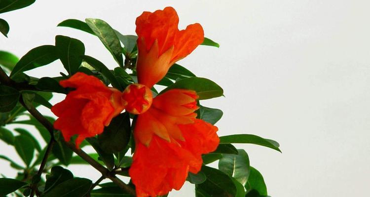 石榴花的花语是什么？石榴花的寓意是什么？