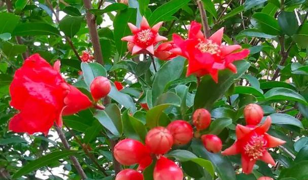 石榴花的花语是什么？石榴花的寓意是什么？