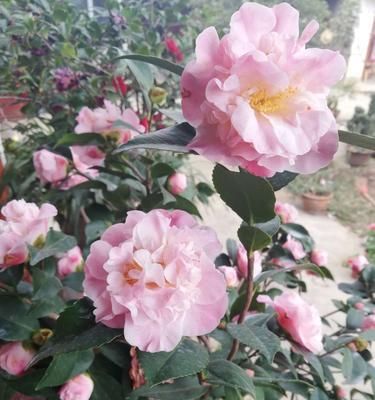 白色山茶花的花语是什么？白色山茶花的寓意是什么？
