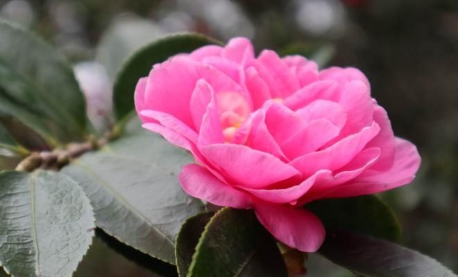 白色山茶花的花语是什么？白色山茶花的寓意是什么？