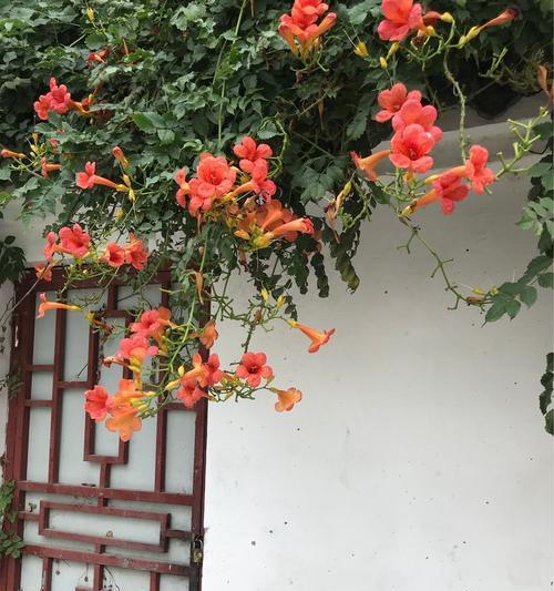 凌霄花的花语是什么？凌霄花的寓意是什么？