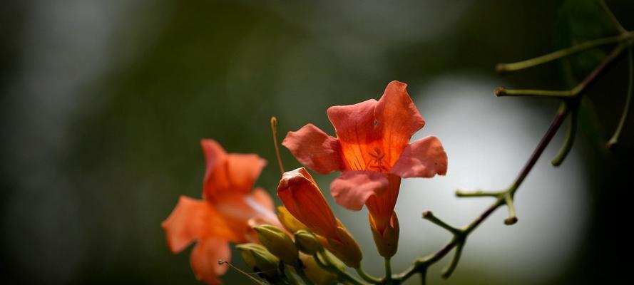 凌霄花的花语是什么？凌霄花的寓意是什么？