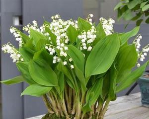 铃铛花花语是什么？铃铛花的寓意是什么？