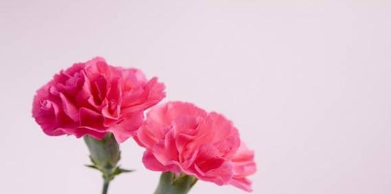 康乃馨的花语是什么意思？康乃馨的寓意是什么？