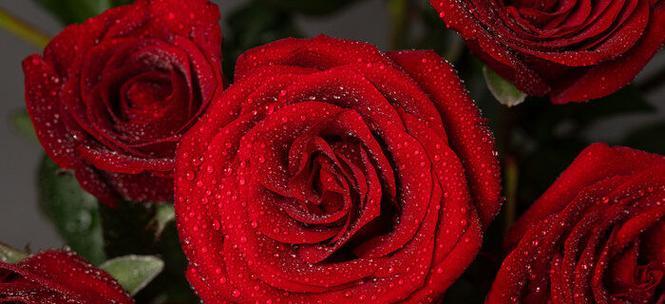 玫瑰花多少朵的含义是什么？不同数量玫瑰花的寓意是什么？
