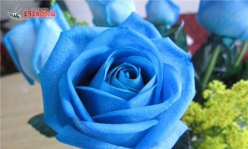 蓝玫瑰代表什么意思？蓝玫瑰的象征意义是什么？
