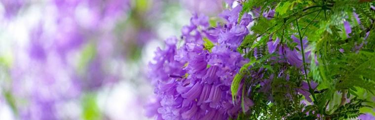 蓝花楹花语是什么？蓝花楹的寓意是什么？