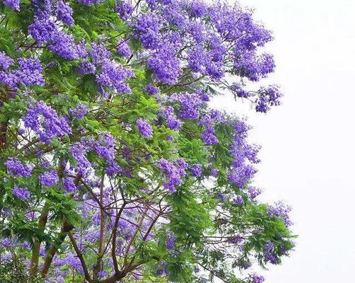 蓝花楹花语是什么？蓝花楹的寓意是什么？