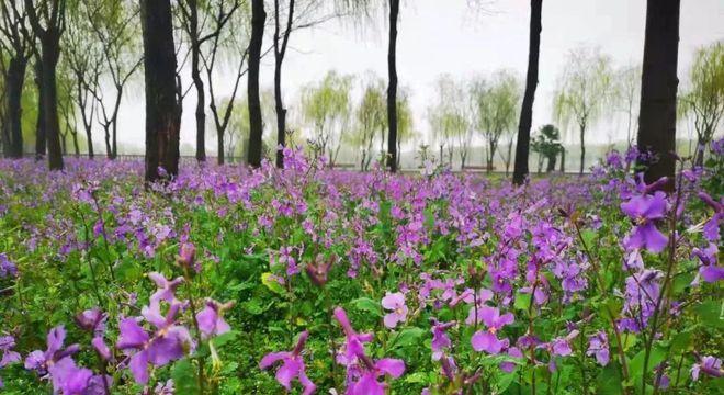 二月兰的花语是什么？二月兰的寓意是什么？