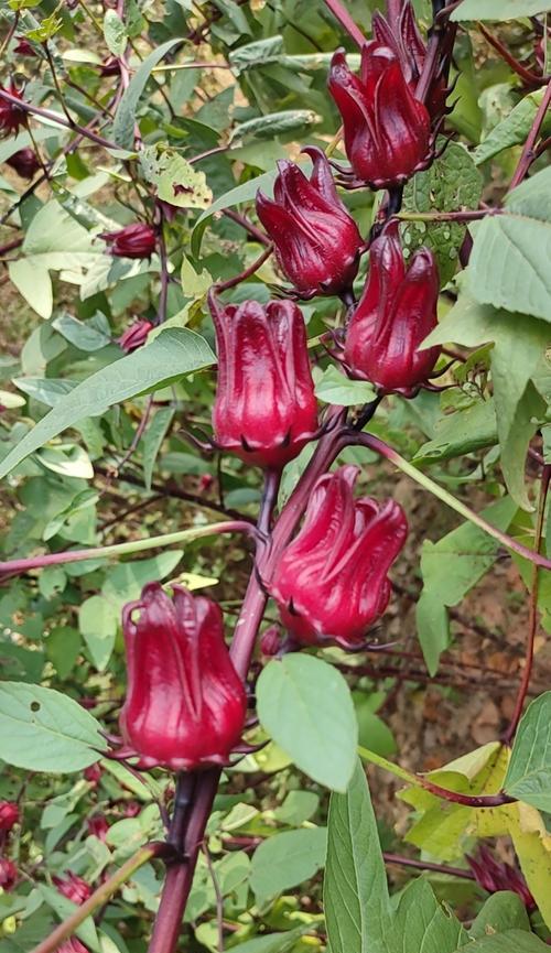 玫瑰茄的传说是什么？玫瑰茄的花语是什么？