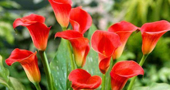 各种花的花语和寓意是什么？不同花的花语和寓意是什么？