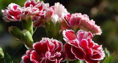 各种花的花语和寓意是什么？不同花的花语和寓意是什么？