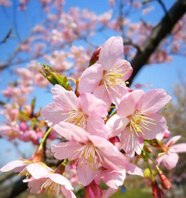 粉色樱花的花语是什么？粉色樱花的寓意是什么？