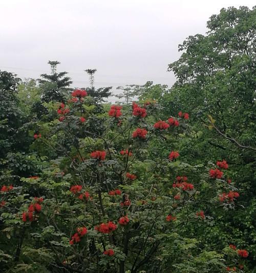 火焰木花语是什么？火焰木的传说是什么？