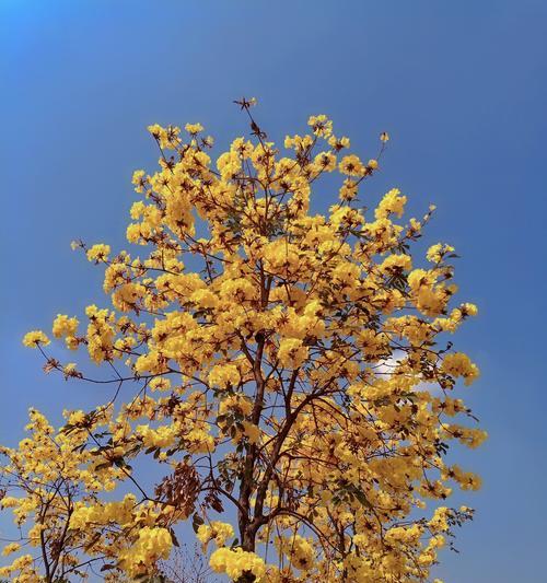 黄花风铃木的寓意是什么？黄花风铃木的象征意义是什么？