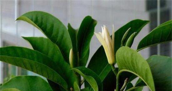 白兰花寓意是什么？白兰花的象征意义是什么？