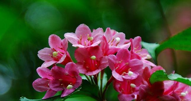 秋天花卉有哪些？这些花卉的花语是什么？