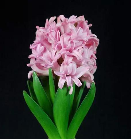 风信子的花语及寓意是什么？风信子的寓意是什么？