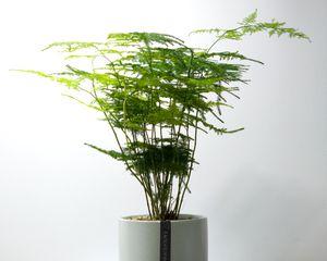 琴叶榕的寓意是什么？琴叶榕的象征意义是什么？