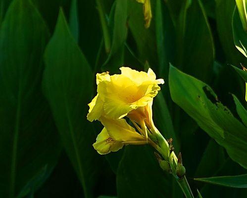 菖蒲花语是什么？菖蒲的寓意是什么？