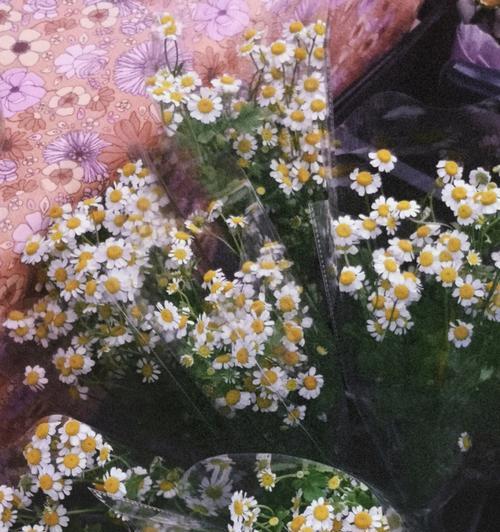 雏菊花的花语是什么？雏菊的寓意是什么？