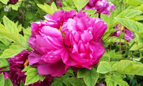 黑牡丹、粉牡丹、黄牡丹花语是什么？这些花的花语和寓意是什么？