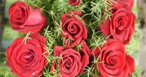 玫瑰花朵数代表的含义是什么？不同数量玫瑰花的寓意是什么？
