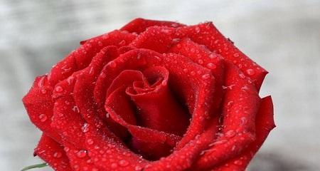 玫瑰花朵数代表的含义是什么？不同数量玫瑰花的寓意是什么？