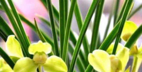 兰草花的花语是什么？兰草花的寓意是什么？