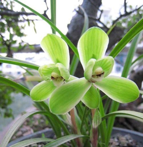 兰草花的花语是什么？兰草花的寓意是什么？