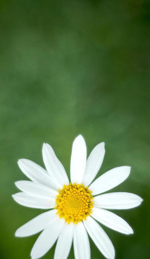白色雏菊花语是什么？白色雏菊的寓意是什么？