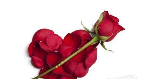 玫瑰花多少朵代表什么意思？不同数量玫瑰花的寓意是什么？