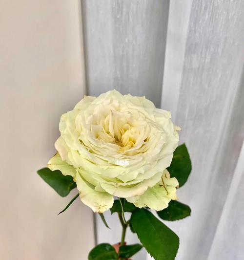 混色玫瑰花语是什么？混色玫瑰的寓意是什么？