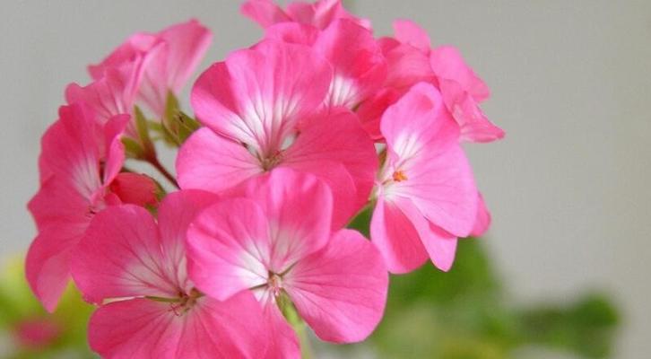 老虎花的花语是什么？老虎花的寓意是什么？