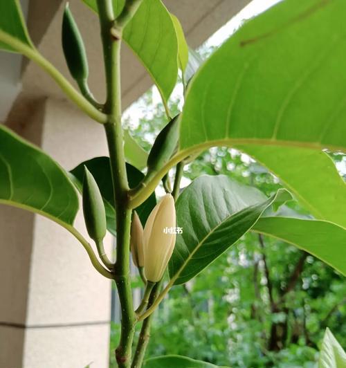 白兰花的寓意是什么？白兰花的象征意义是什么？