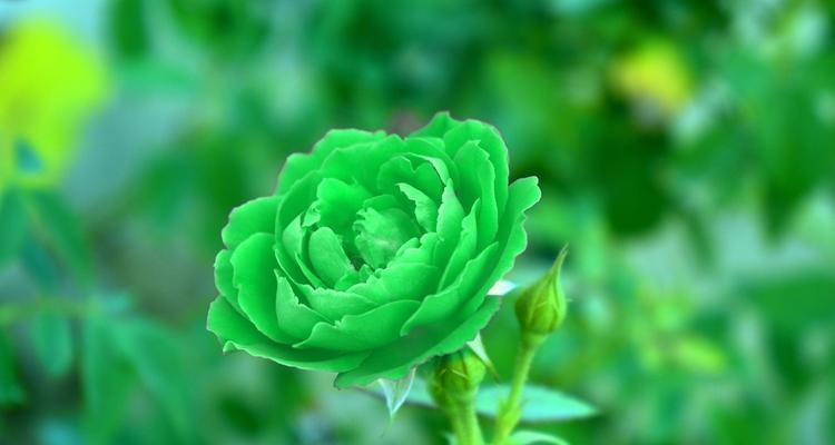 绿玫瑰真正的花语是什么？绿玫瑰的寓意是什么？