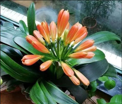 家里君子兰开花的寓意是什么？君子兰开花的象征意义是什么？