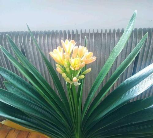 家里君子兰开花的寓意是什么？君子兰开花的象征意义是什么？