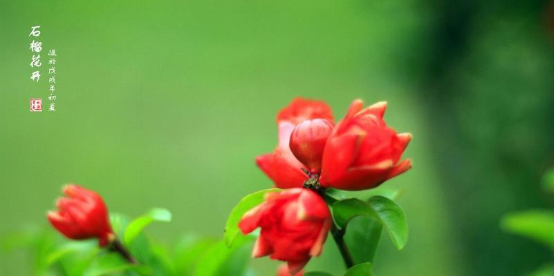 石榴花的寓意是什么？石榴花的象征意义是什么？