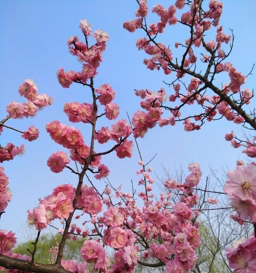 梅花花语是什么意思？梅花的寓意是什么？