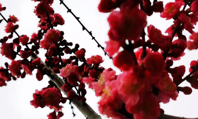 梅花花语是什么意思？梅花的寓意是什么？