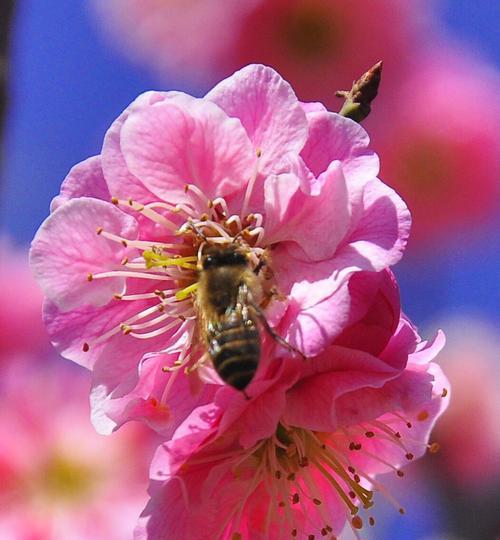 梅花花语是什么意思？梅花的寓意是什么？