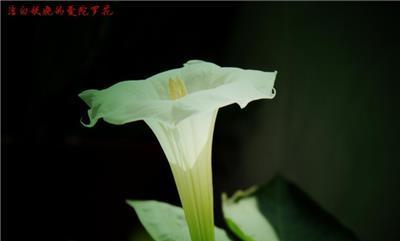黑色曼陀罗花的寓意是什么？黑色曼陀罗的象征意义是什么？