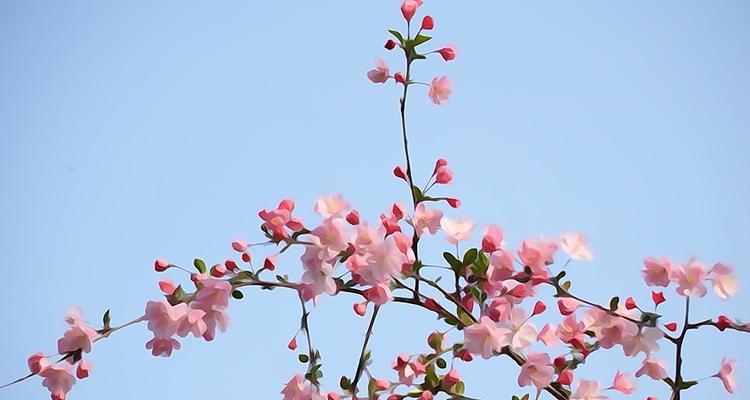垂丝海棠花语是什么？垂丝海棠的寓意是什么？